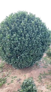 高度250厘米大叶黄杨