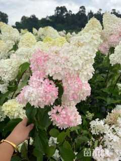 高度45厘米福禄考