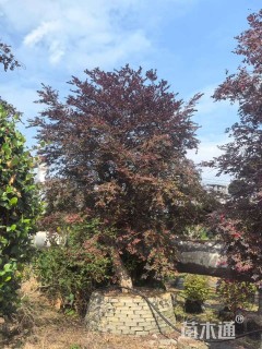 高度300厘米红花继木