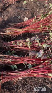 高度1.厘米红瑞木