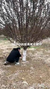 15公分绚丽海棠