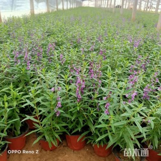 高度25厘米香彩雀