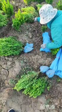 高度45厘米小叶黄杨