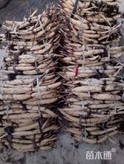 高度50厘米荷花