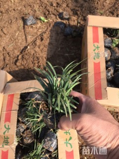 高度10厘米玉龙草