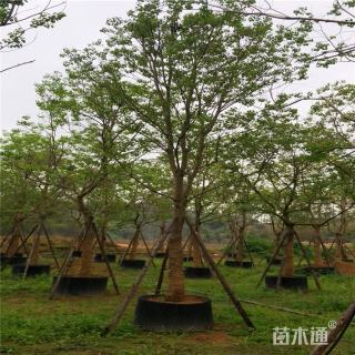 18公分乌桕