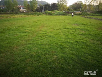 草卷状百慕大草