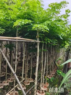 3公分黄花梨