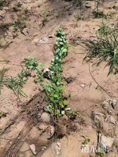 高度80厘米胡枝子