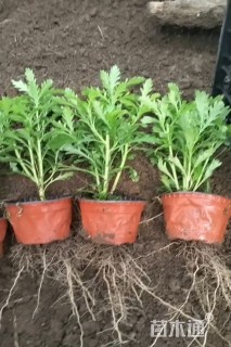 高度15厘米木春菊