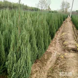 高度200厘米圆柏