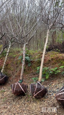 高度350厘米李子树