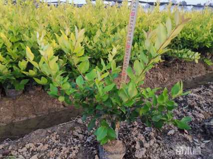 高度25厘米金森女贞小苗