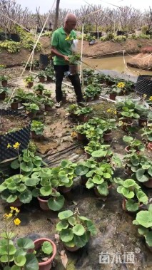 高度40厘米大吴风草