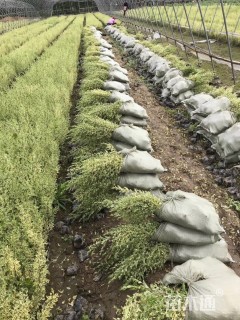 高度30厘米金姬小蜡