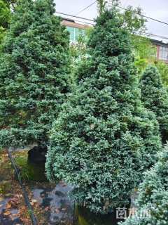 高度100厘米蓝色波尔瓦