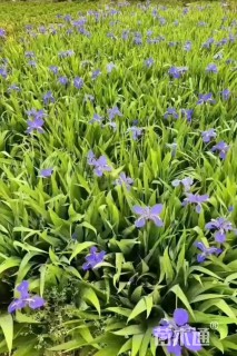 高度30厘米常绿彩虹鸢尾