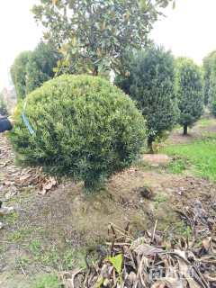 冠幅120厘米罗汉松球