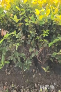 高度50厘米金森女贞