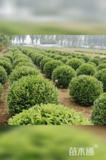 冠幅200厘米水蜡球