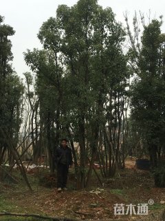 15公分多杆香樟