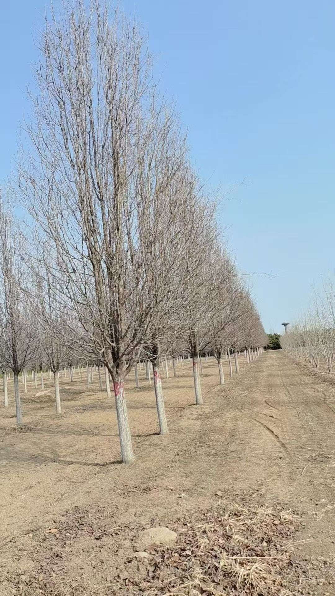15公分彩叶豆梨