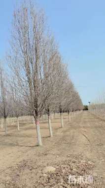 15公分彩叶豆梨