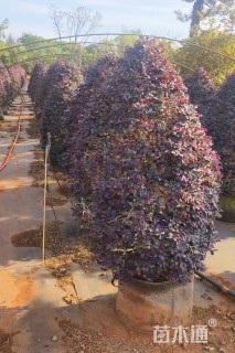 高度130厘米红花继木