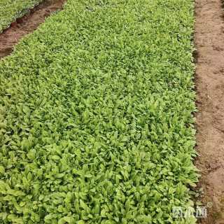 高度10厘米鼠尾草