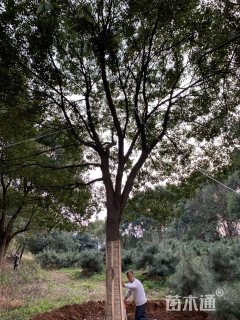 18公分香樟
