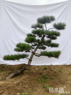 20公分造型黑松