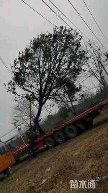 30公分香樟