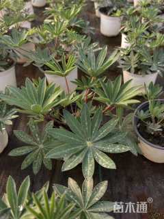 羽扇豆
