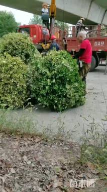 冠幅120厘米金边黄杨球