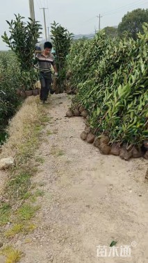 高度80厘米法国冬青