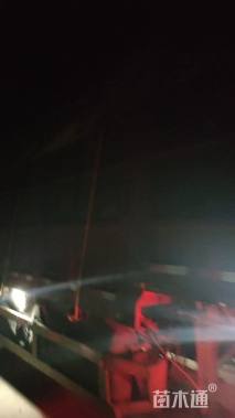 高度30厘米大丽花