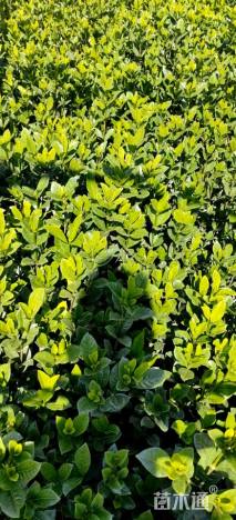 高度40厘米栀子花