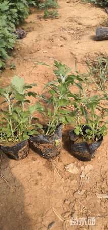 高度15厘米地被菊