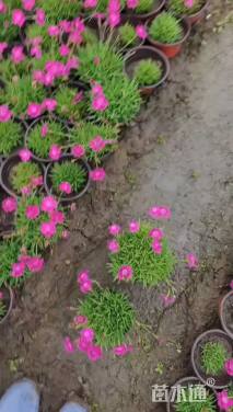 高度8厘米欧石竹