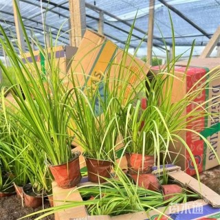 高度45厘米银边石菖蒲