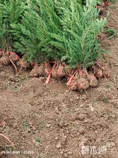 高度80厘米卫矛