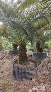 裸干高300厘米加拿利海枣