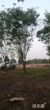 15公分榉树