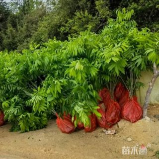 高度60厘米无患子小苗