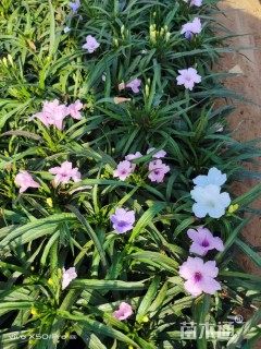 高度15厘米兰花