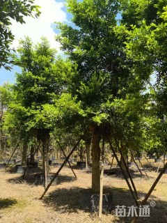 18公分细叶榕