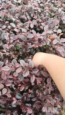 高度30厘米红花继木小苗