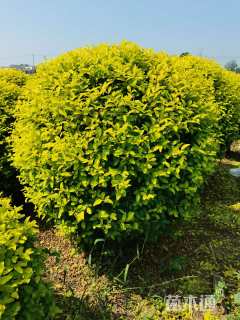 高度80厘米金冠女贞