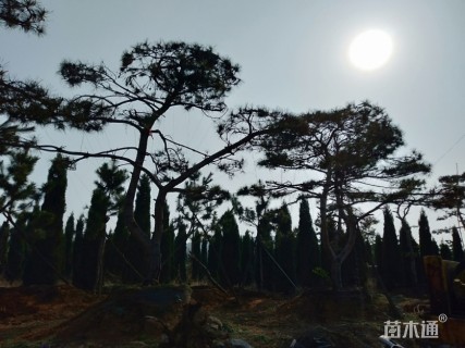 30公分造型松