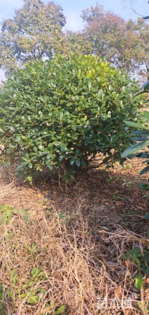 冠幅120厘米海桐球